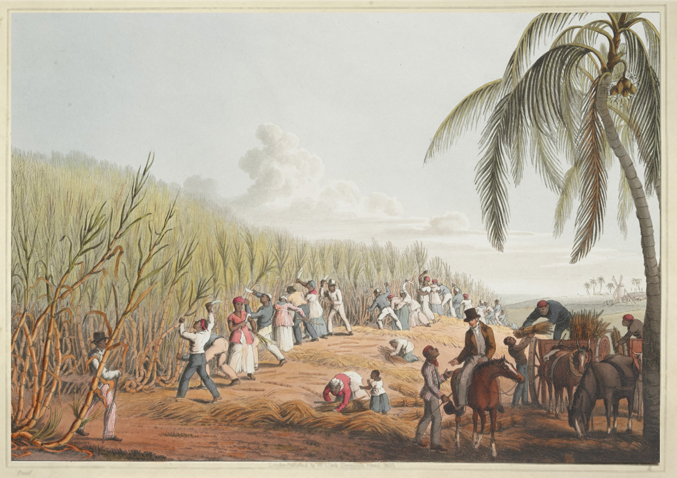 print of enslaved people cutting sugarcane with overseer looking on